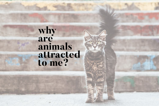 Why are Animals Attracted to Me? 