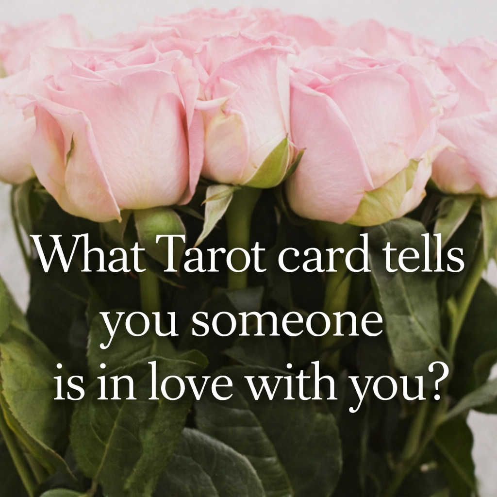 Soft pink roses representing love and romance with overlay text about tarot cards that reveal if someone is in love with you