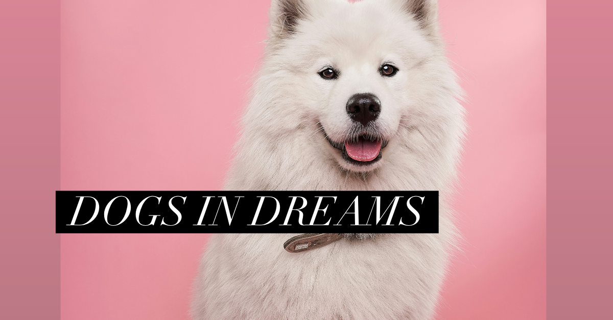 Smiling white dog with text "Dogs in Dreams"