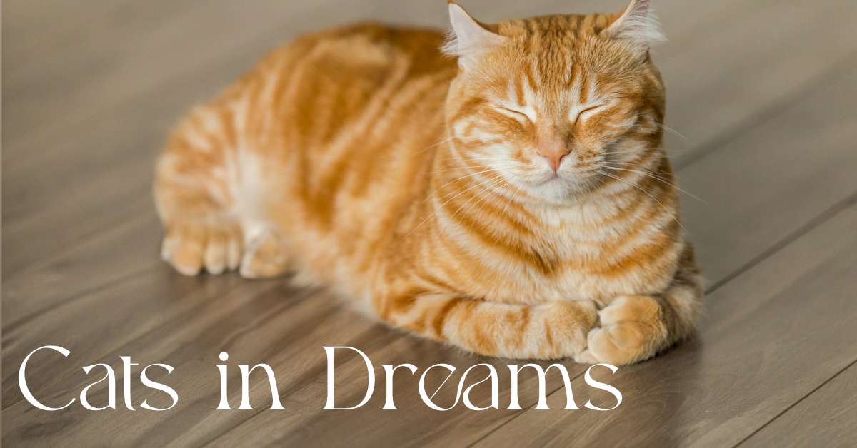 Orange Cat sleeping with text "Cats in Dreams"