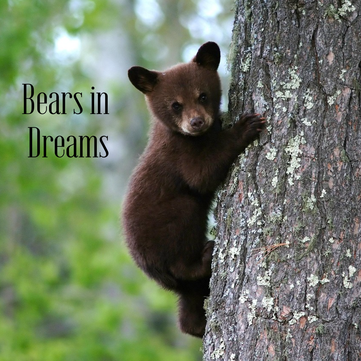 Baby bear climbing a tree with text "Bears in Dreams"