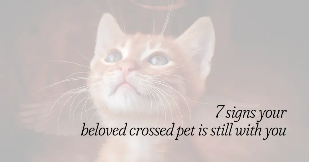 Orange kitten with a halo and angel wings with text "7 signs your beloved crossed pet is still with you"