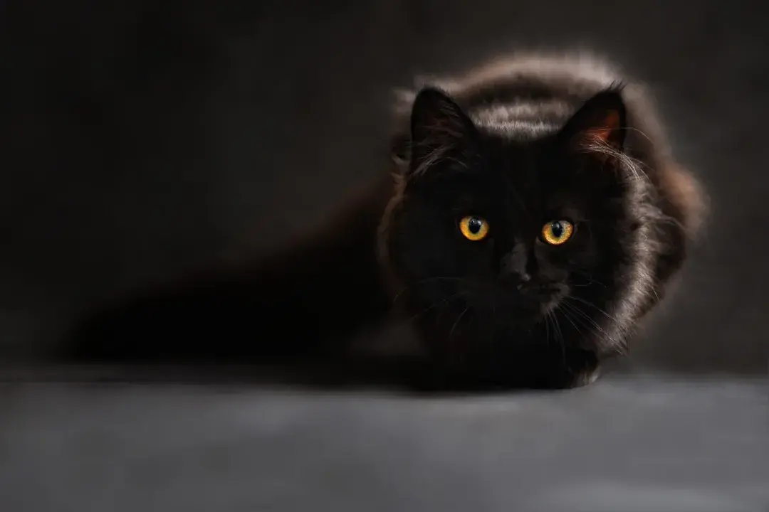 The Pet Psychic: Can My Dog or Cat Tell If I am Psychic?