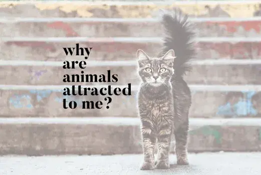 Tabby cat looking at the viewer with fluffy tail against a brick background with text "Why are Animals Attracted to Me?"