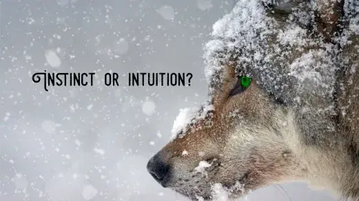 wolf head covered with snowflakes with text "Instinct or Intuition"