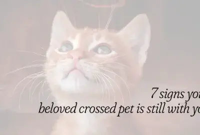 Orange kitten with a halo and angel wings with text "7 signs your beloved crossed pet is still with you"
