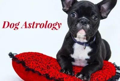 Dog Sun Signs