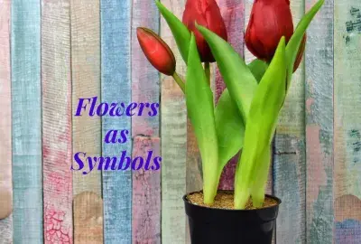 Red tulips on a multicolored vertical striped background with text "flowers as symbols" in violet