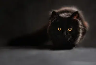 The Pet Psychic: Can My Dog or Cat Tell If I am Psychic?