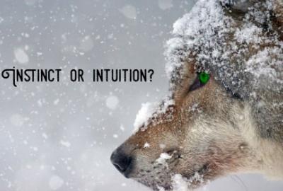 Instinct or Intuition? 
