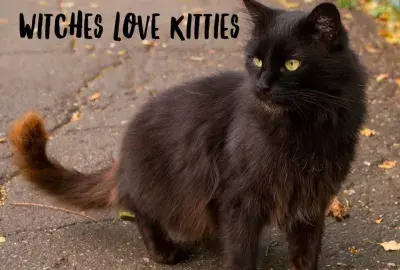 Happy Halloween weekend! Please keep your cats inside this weekend