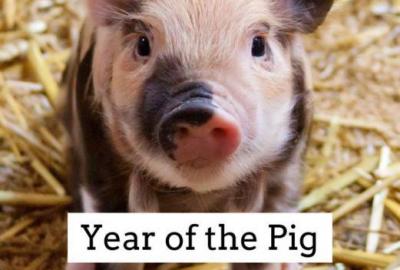 2019 - Year of the Pig